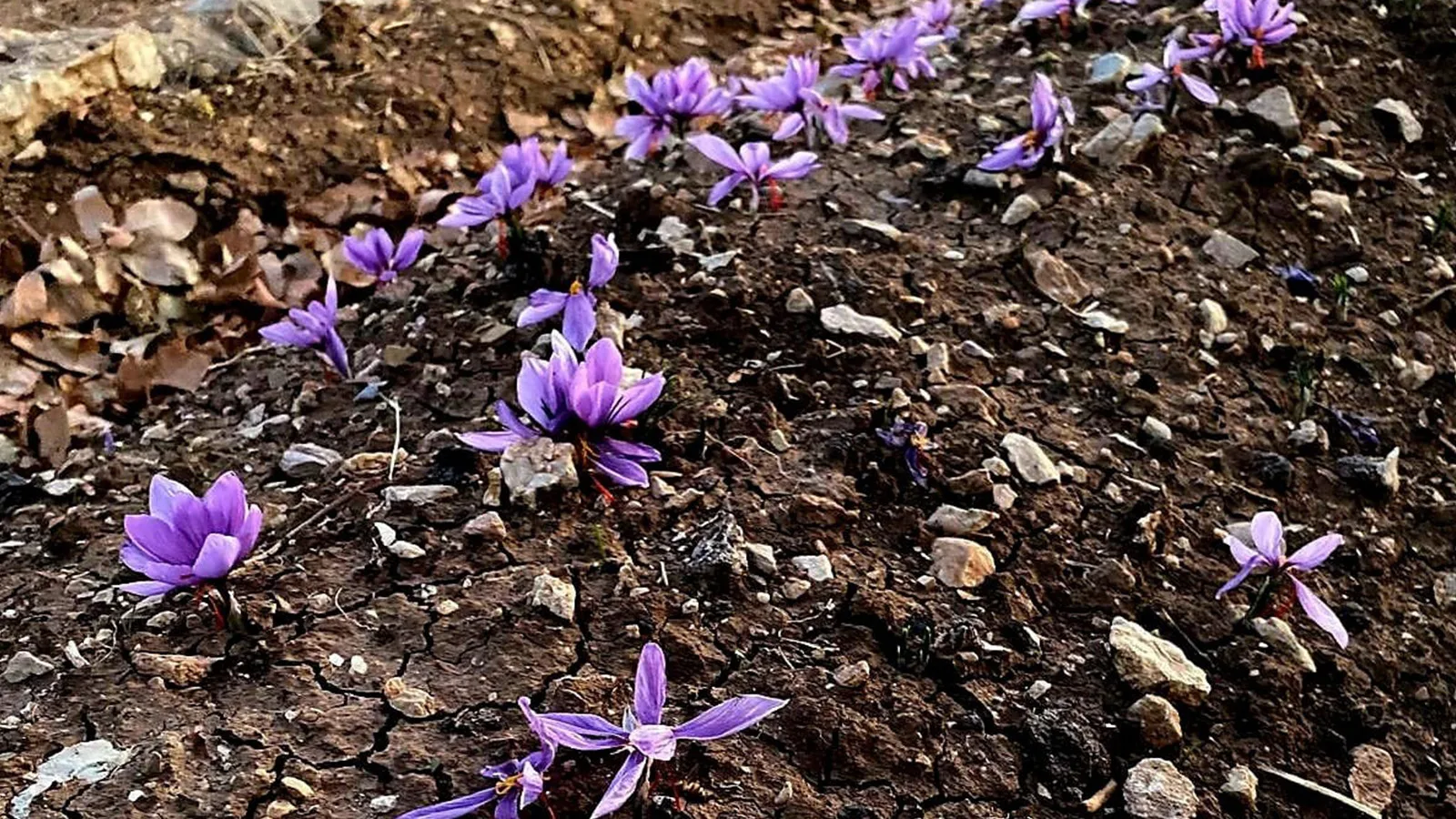 Siirt’te İlk Safran Üretimi Başarıyla Tamamlandı!
