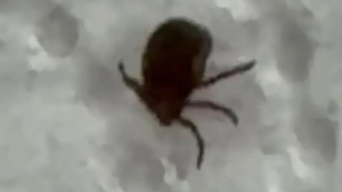 Siirt’te Kene Alarmı: Hastaneye Koştu!