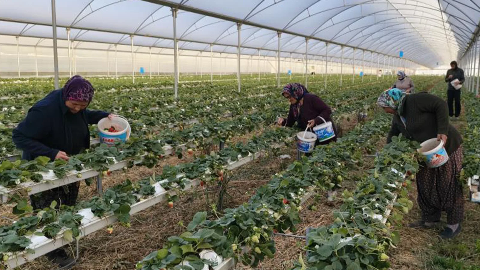 Silifke’de Çilek Hasadı: Kilo Fiyatı 160 TL!