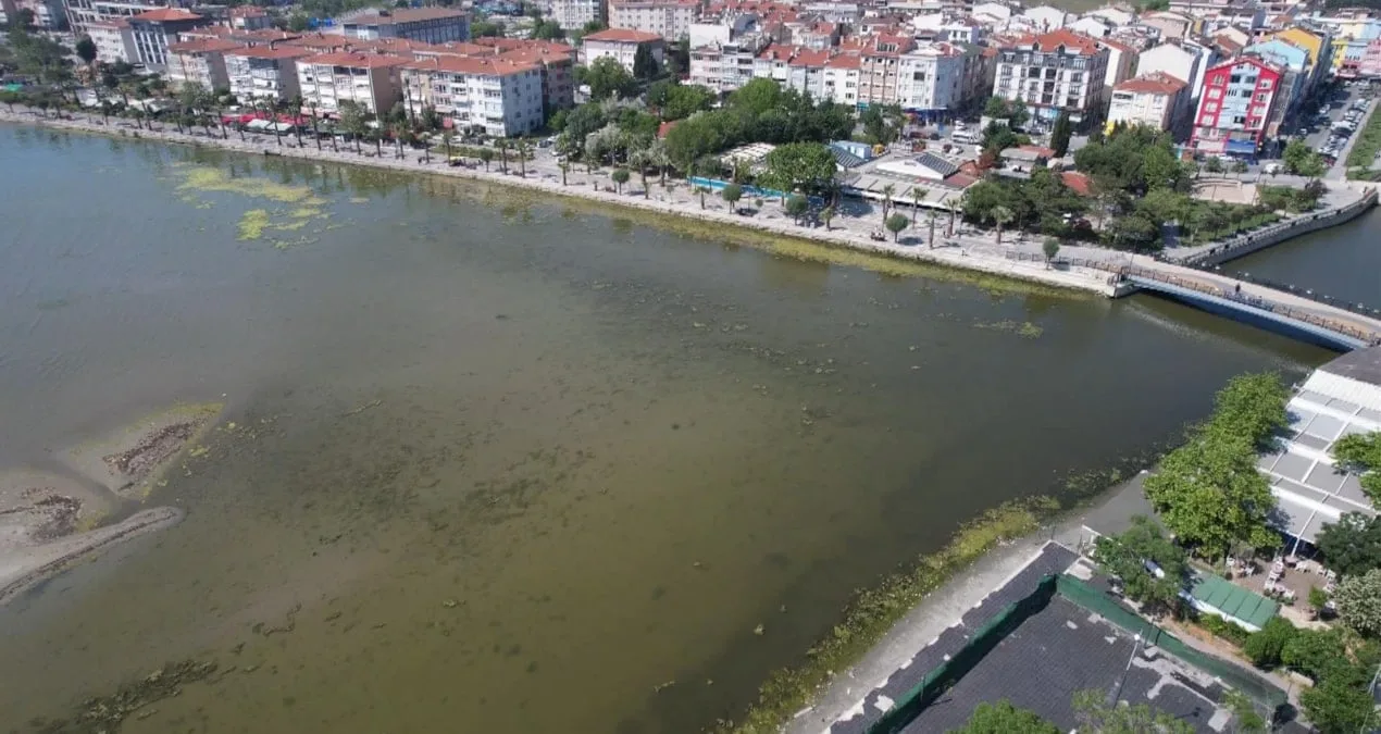 Silivri Sahili’nde Alg Patlaması Tehlikesi!