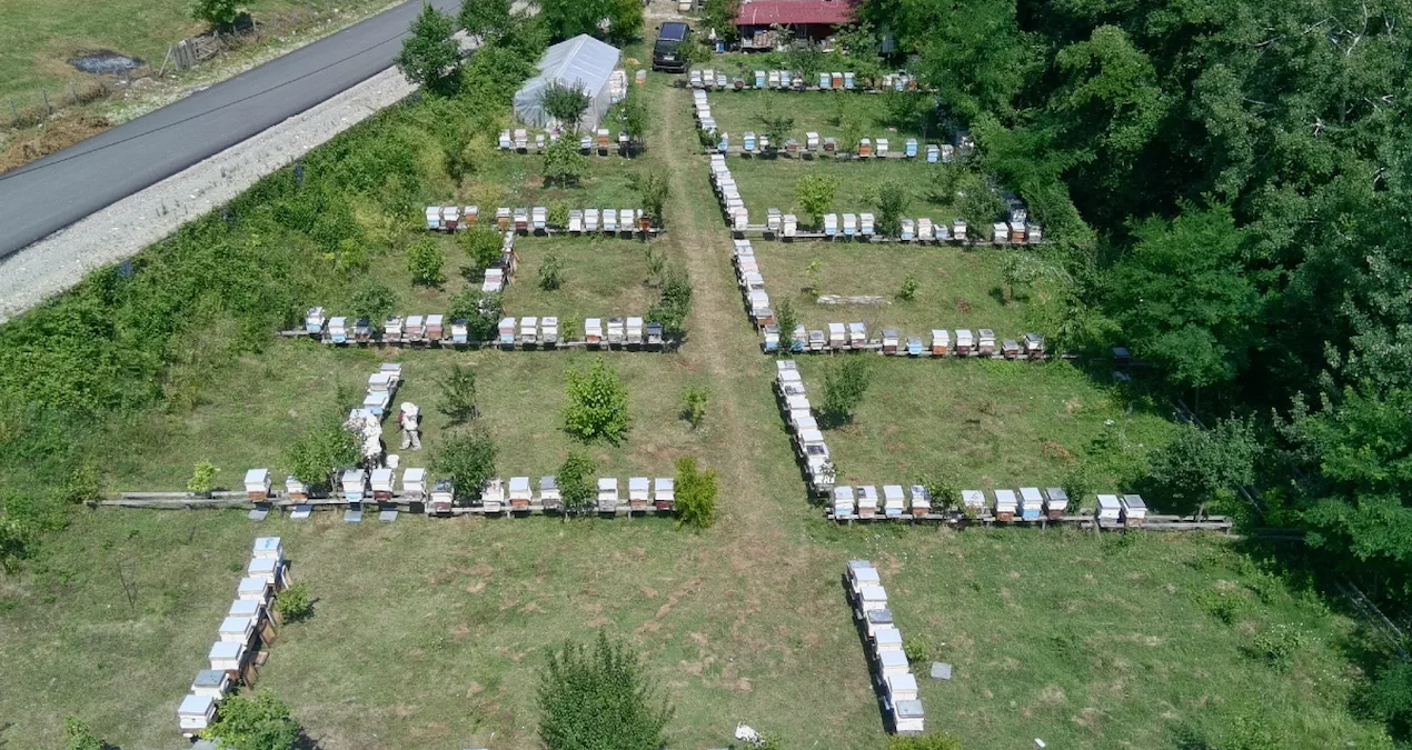 Sinop’un Tescilli Kestane Balı Hazır!