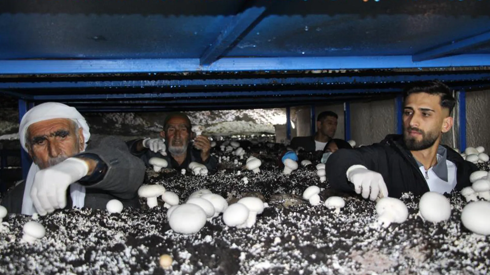 Şırnak’ta 2 Bin Yıllık Mağarada Mantar Üretimi!