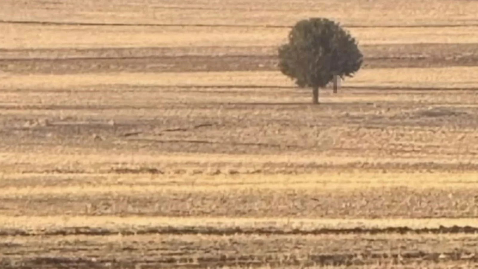 Şırnak’ta Ağaca Asılı Bir Ceset Bulundu!