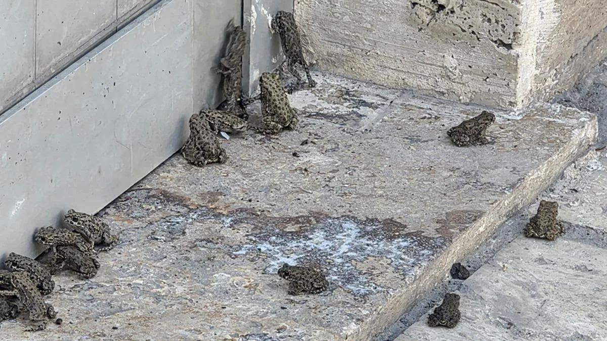 Sivas’ta Yağmurdan Sonra Kurbağa Gözlemi!