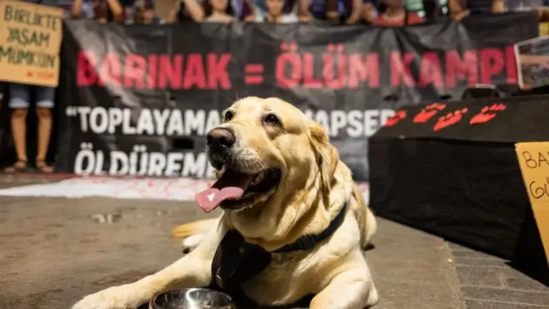 sokak köpeği