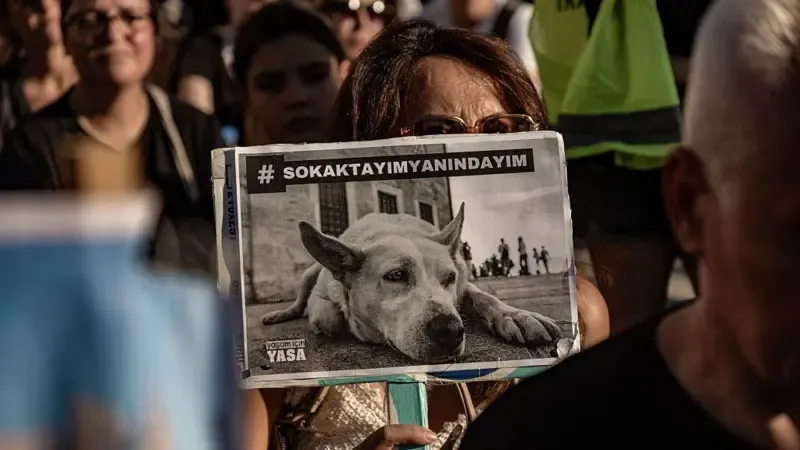 Sokak Hayvanları: İki Yılda Katliam Yasası!
