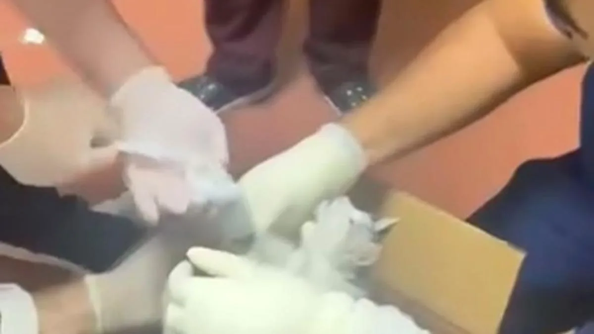 Sokak Kedisine Acil Serviste Hayat Kurtaran Müdahale