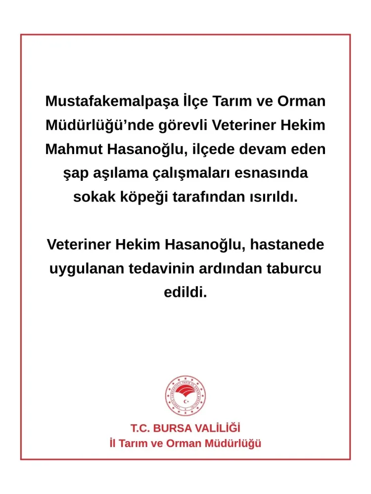Sokak Köpeği Veterinere Saldırdı, Tedavi Edildi