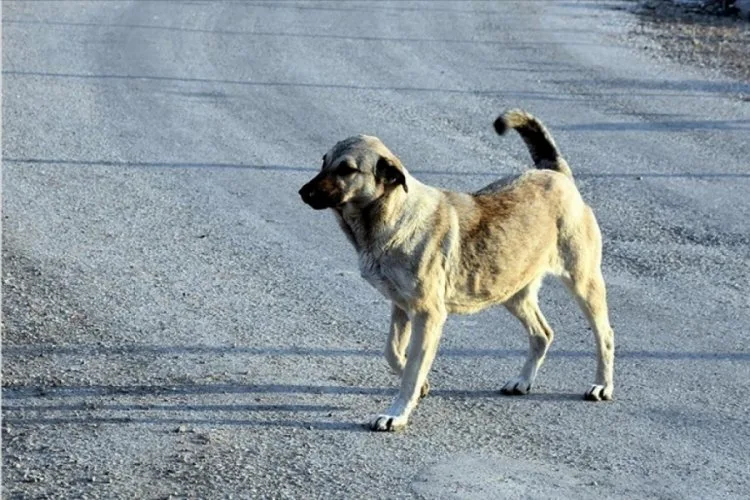 Sokak Köpeğine Saldırıda Silah Kullanıldı!