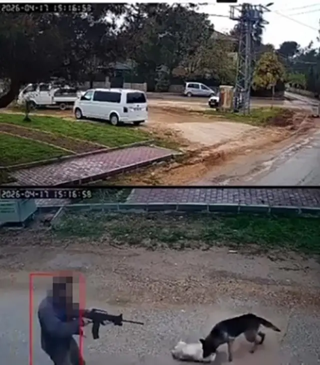 Kavga eden sokak köpeklerine ateş etti! Bir köpek öldü 5