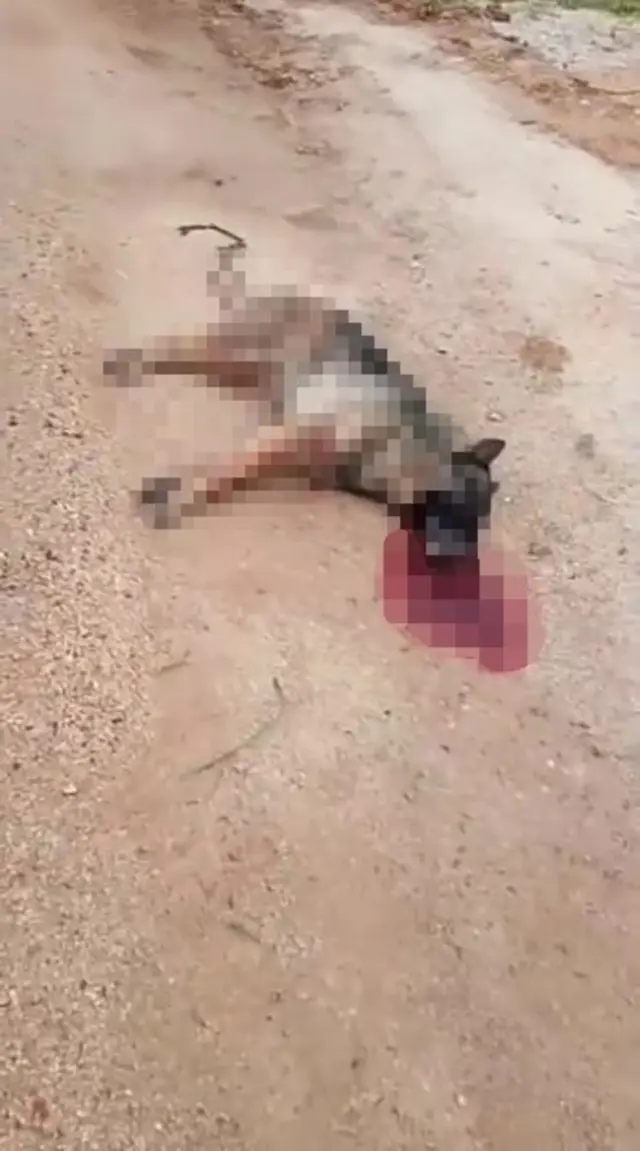 Kavga eden sokak köpeklerine ateş etti! Bir köpek öldü 4