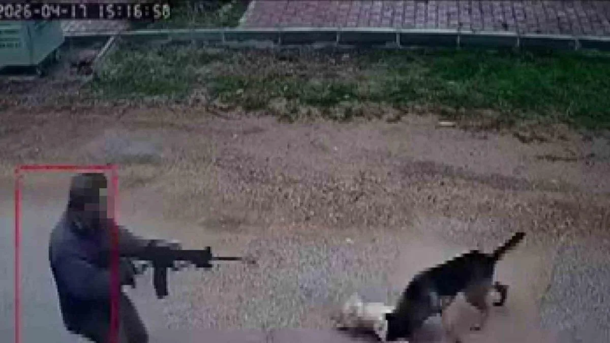 Sokak Köpeğine Tüfekle Ateş Açıldı, Öldü!