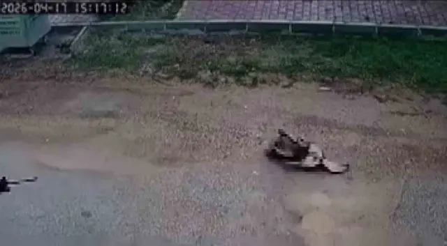Kavga eden sokak köpeklerine ateş etti! Bir köpek öldü 2