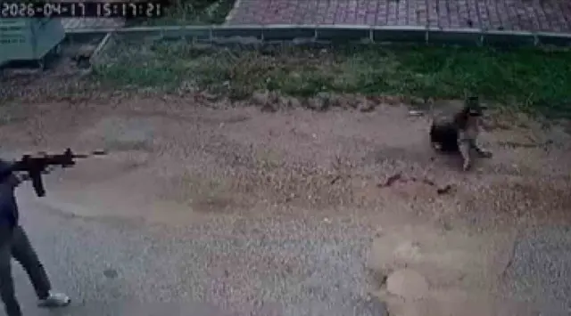 Kavga eden sokak köpeklerine ateş etti! Bir köpek öldü 3