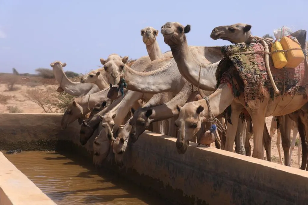 Somali’de Kuraklık ve Yardım Sorunları Artıyor