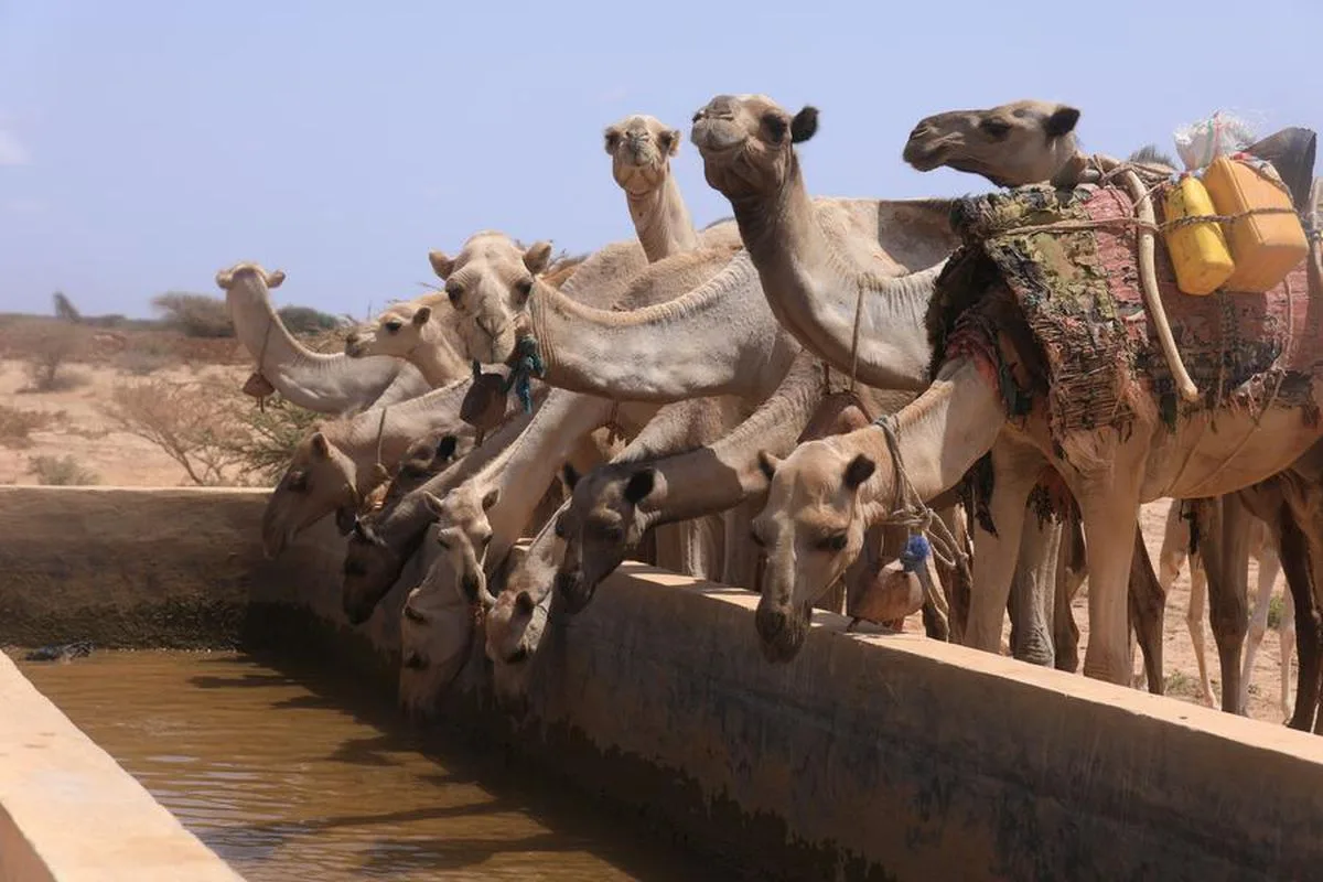 Somali’de Kuraklık ve Yardım Sorunları Artıyor
