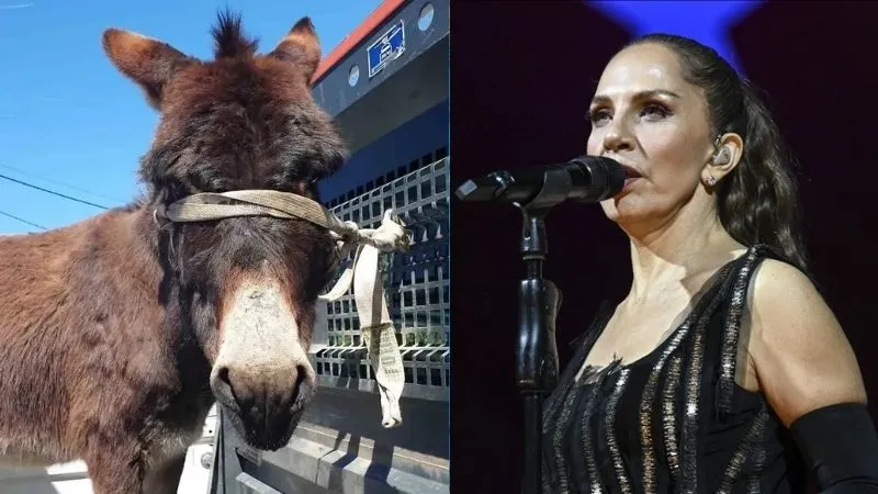 Sosyal Medyanın Eşeği Sertab Erener’e Sahiplendi!