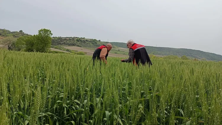 Süne Zararlısına Karşı Entegre Mücadele Bursa’da