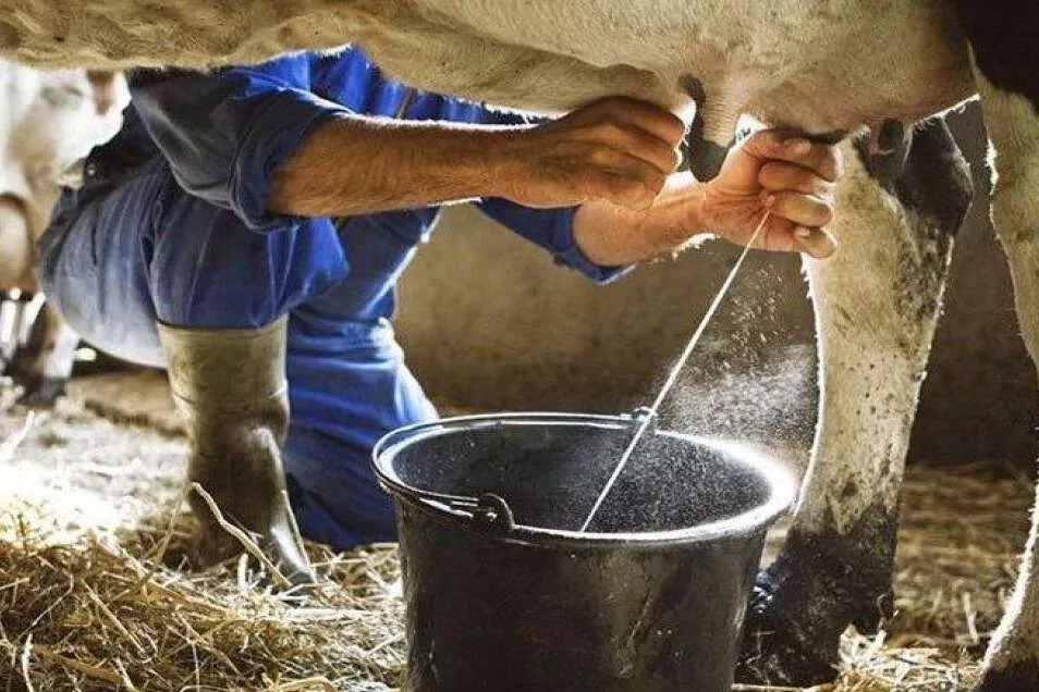 Süt Toplama Artarken, İçme Sütü Üretimi Düştü!