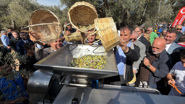Bin yıllık zeytin ağacından hasat yapıldı, anında tadıldı