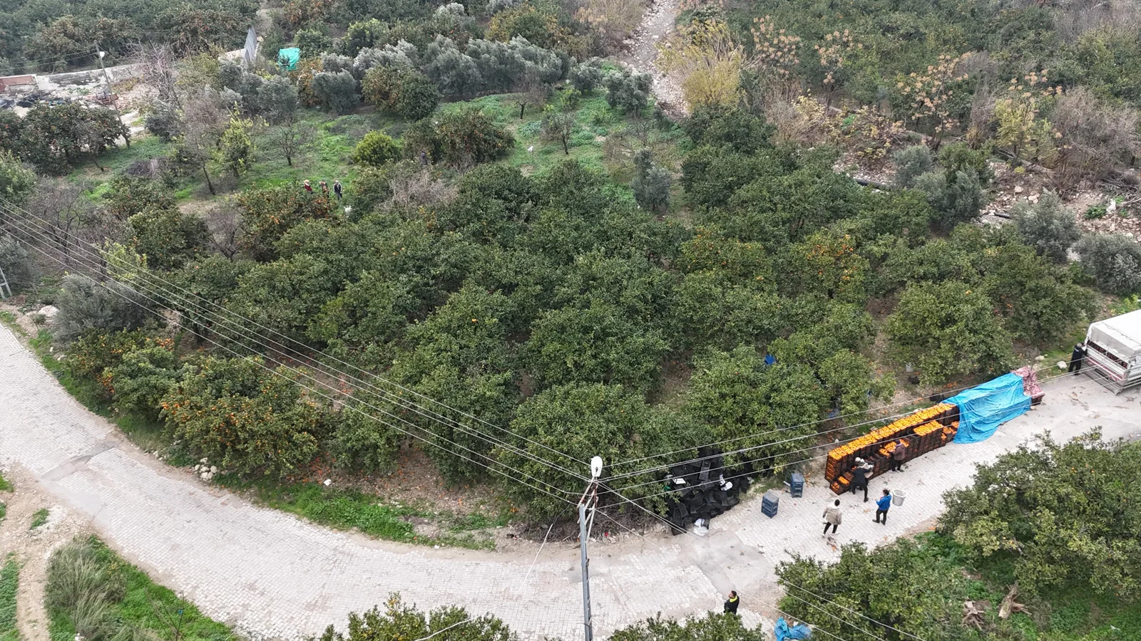 Tarla Fiyatı 2 TL, Markette 35 TL: Üretici İsyanda!