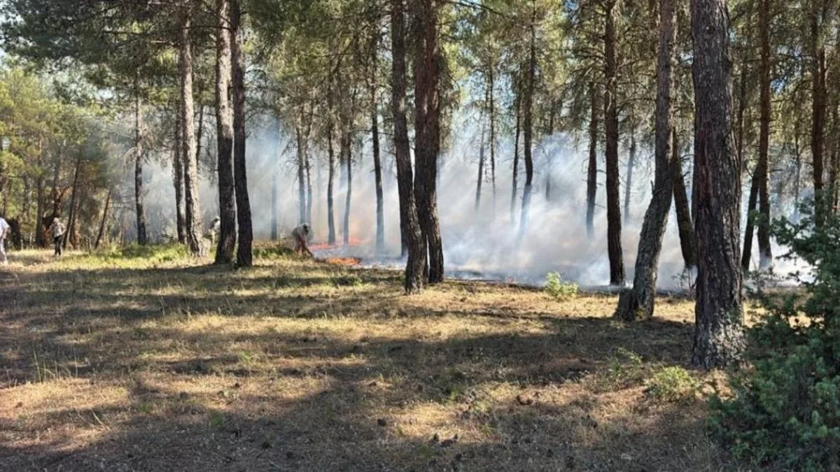 Tavşanlı’da Orman Yangını Paniği!