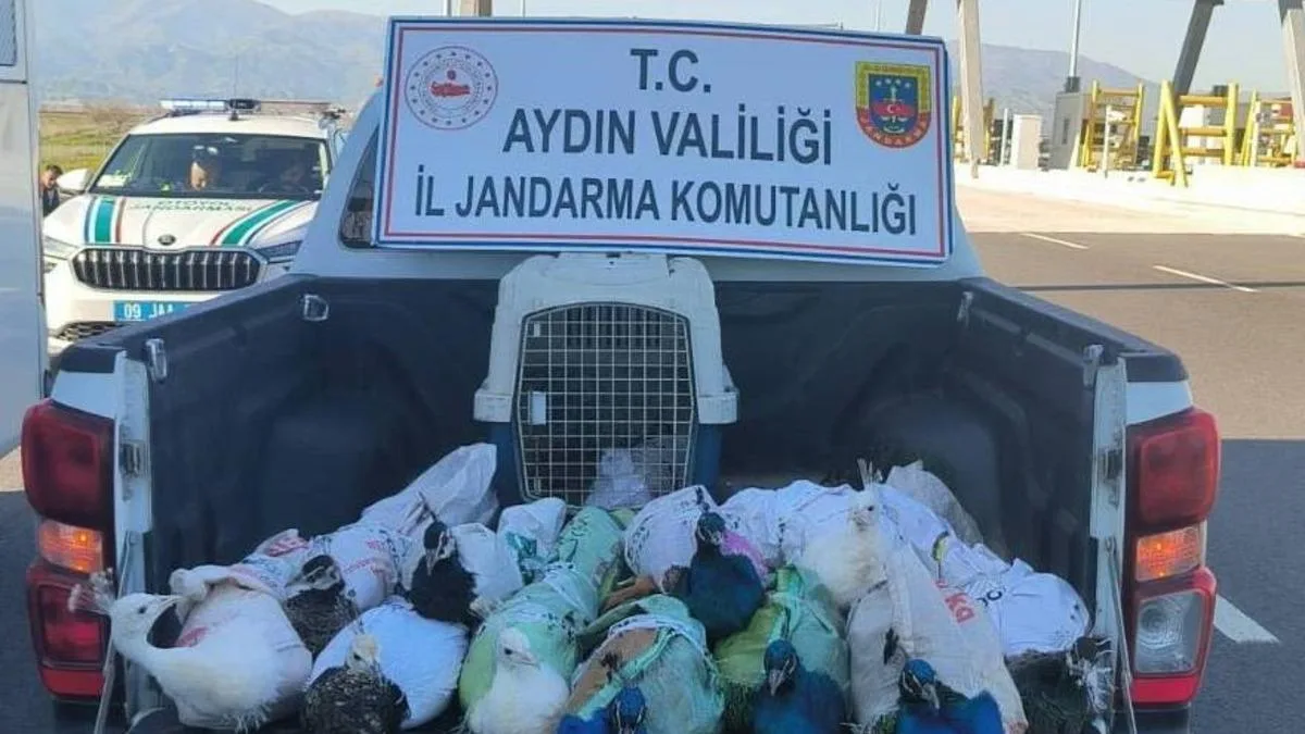 Tavus Kuşlarıyla Dolu Otobüs Yakalandı!