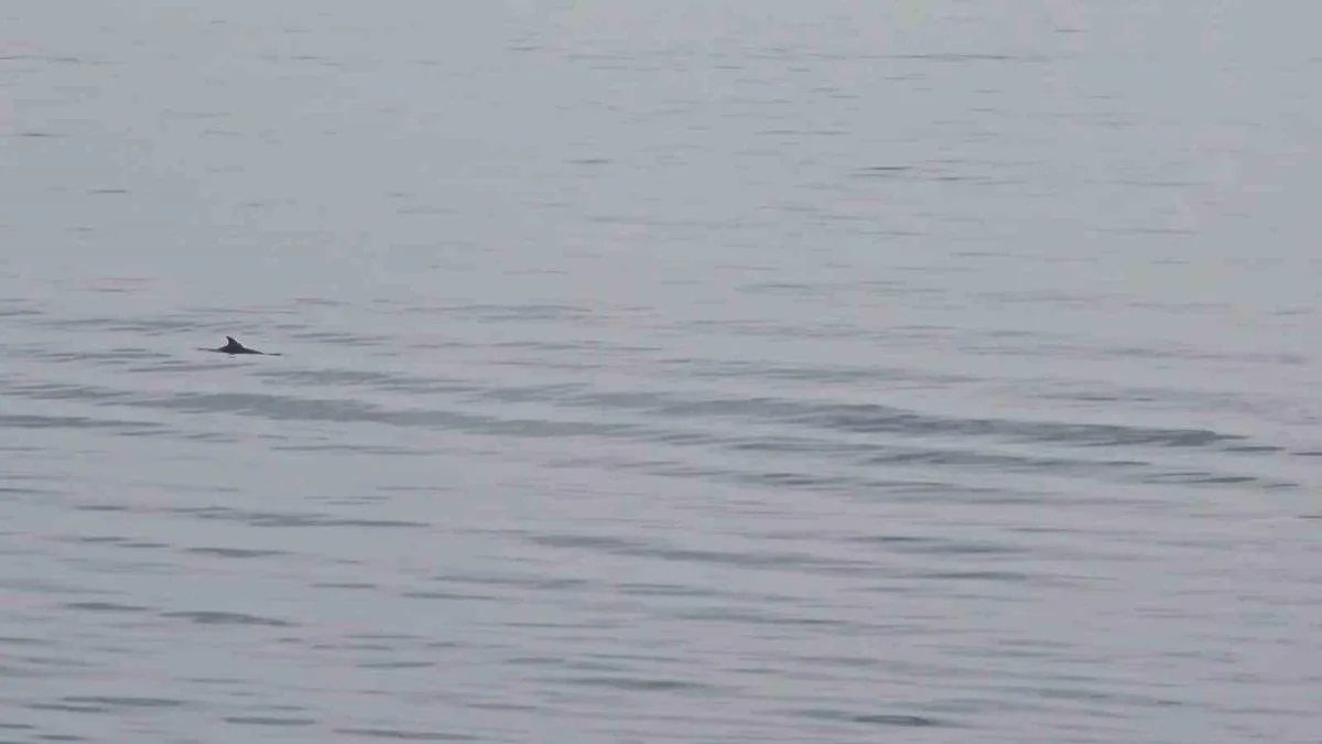 Tekirdağ’da Yunuslarla Görsel Şölen!