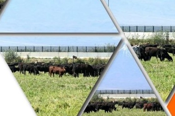 TİGEM’den Yetiştiricilere Yeni Gebe Düve Duyurusu