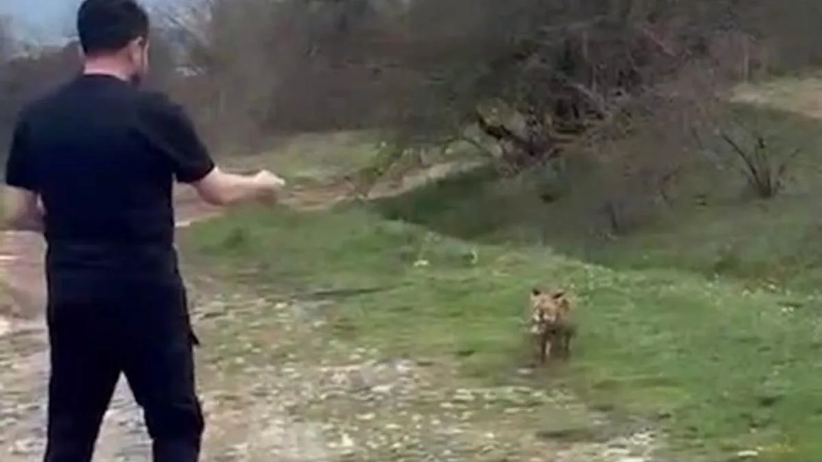 Tilkiyle Dostluk: Bolu’da İlginç Anlar