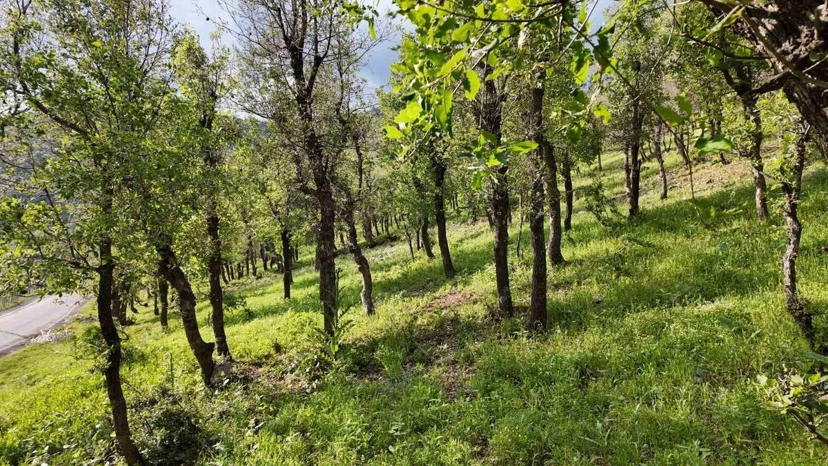 Tırtıl İstilasına Karşı Ormanlar Tehlikede!