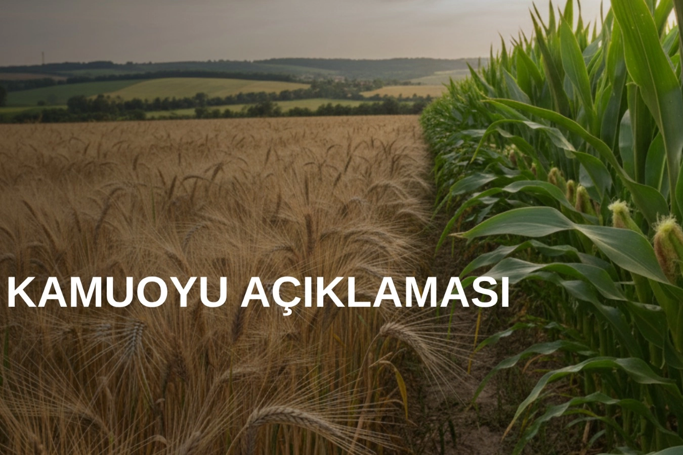 TMO’dan Arpa ve Mısır Kontenjanı Açıklaması