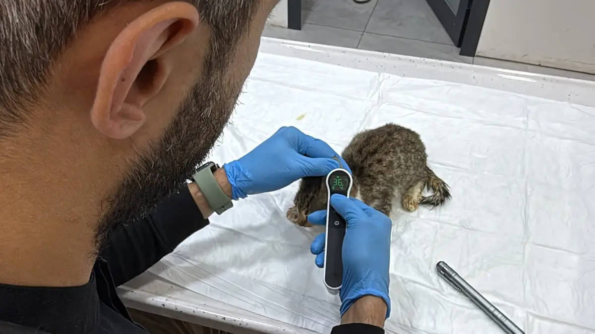 Tokat ta salgın büyüyor! 5 bin kişi hastanelik olmuştu: Korkutan  evcil hayvan  detayı 2
