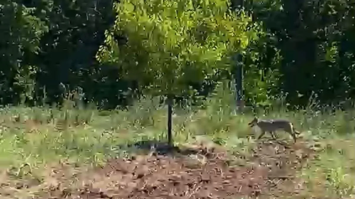 Traktörle Kurtu Kovalayan Çiftçi Kamerada!