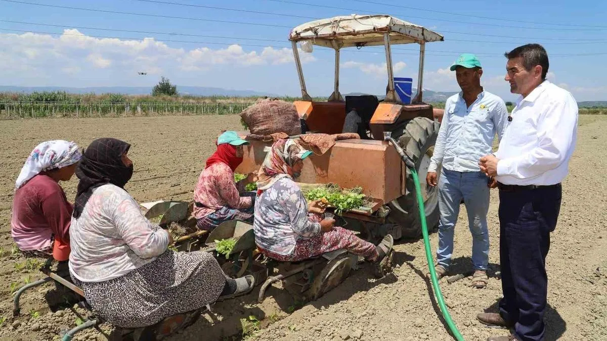 Tütün Dikim Sezonu Manisa’da Başladı!