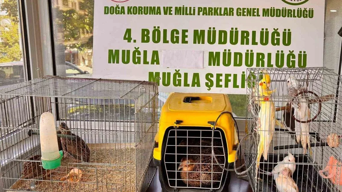 Ula’da Yasa Dışı Hayvan Operasyonu!