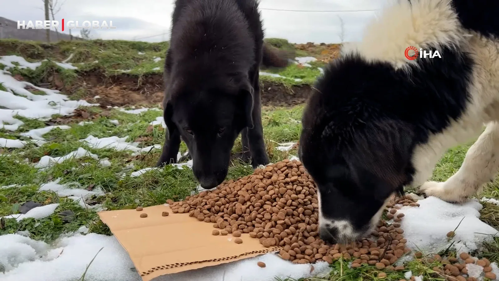 Uludağ’da Sokak Köpeklerine Hayvansever Seferberliği