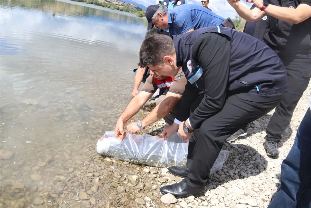 Uluköy Barajı’na 75 Bin Sazan Yavrusu Salındı