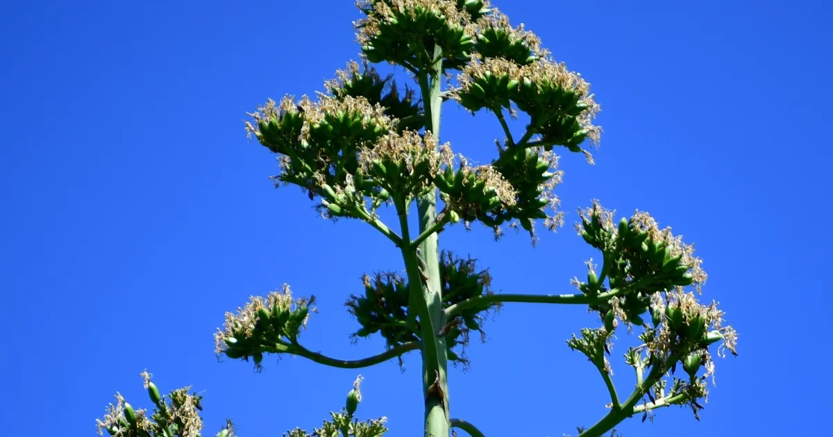 UNESCO Agave Bitkisi Beylikdüzü’nde Çiçek Açtı!