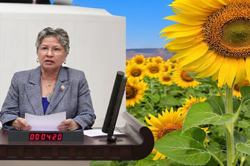 Üretici Ayçiçeğinde Zararını Biçiyor!