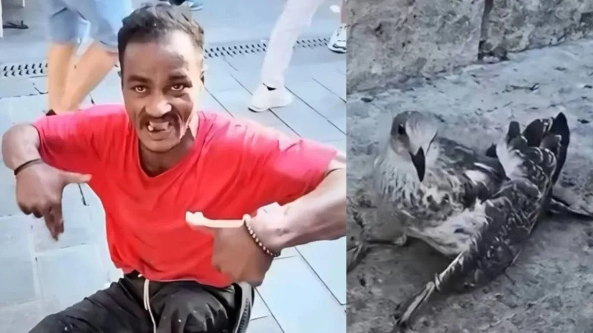 Üsküdar’da Martılara İşkence: Şüpheli Yakalandı