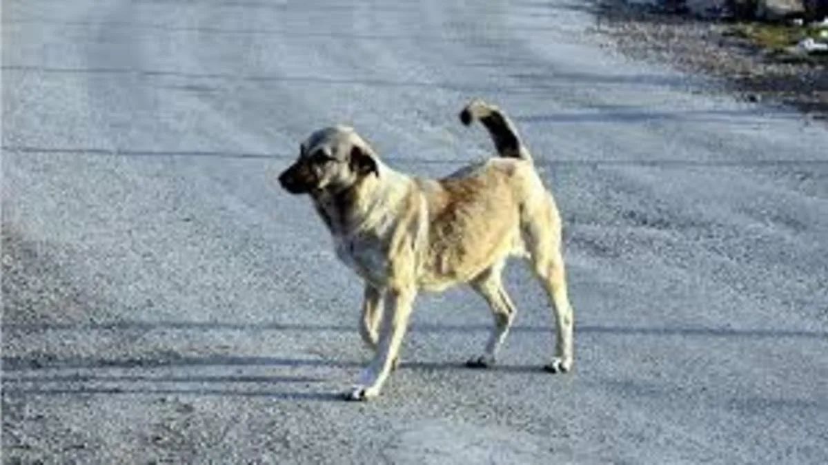 Valilikten Köpek Ölümü İddiasına Yanıt Geldi