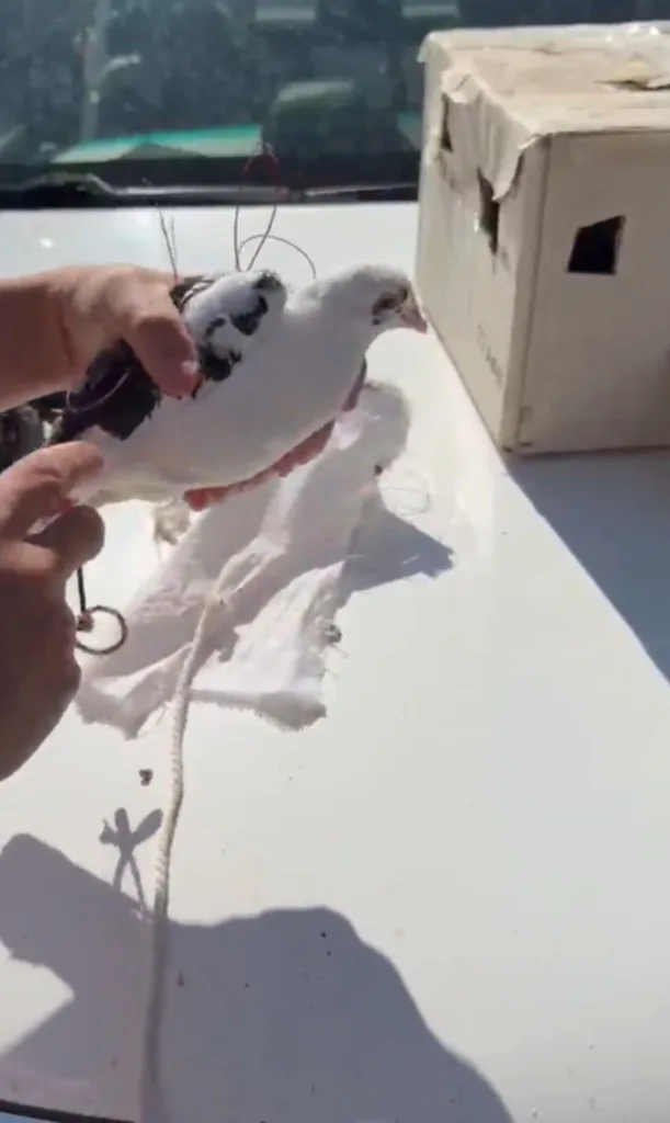 Van’da Drone ile Yasa Dışı Avcılık Yakalandı!