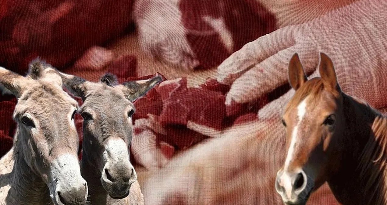 Vatandaşa at ve eşek eti yedirdiler! İşte listede başı çeken 3 ilimiz