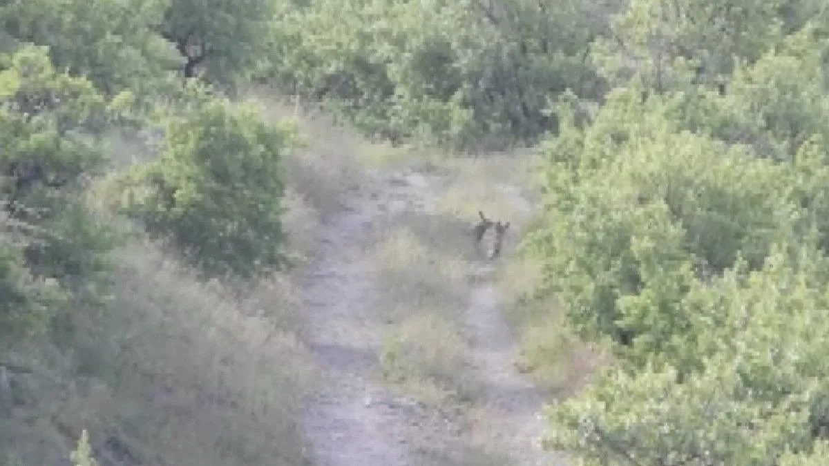 Yaban Hayatı Fotoğrafçısından Yavru Tilki Görüntüleri