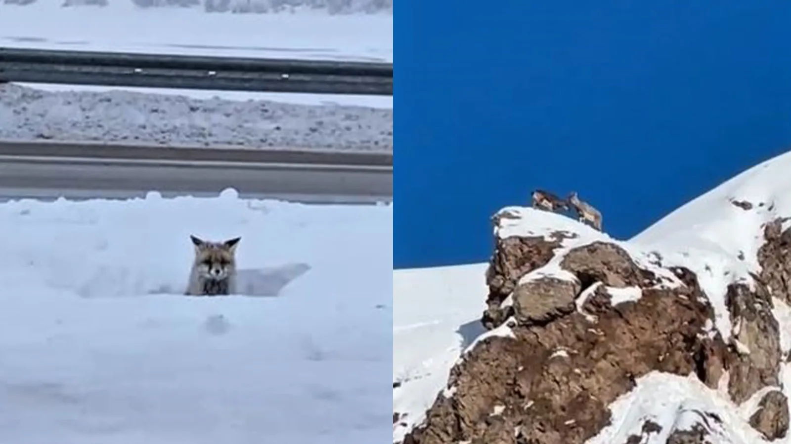 Yağışlar Yabani Hayvanları Şehirde Görünür Kıldı!