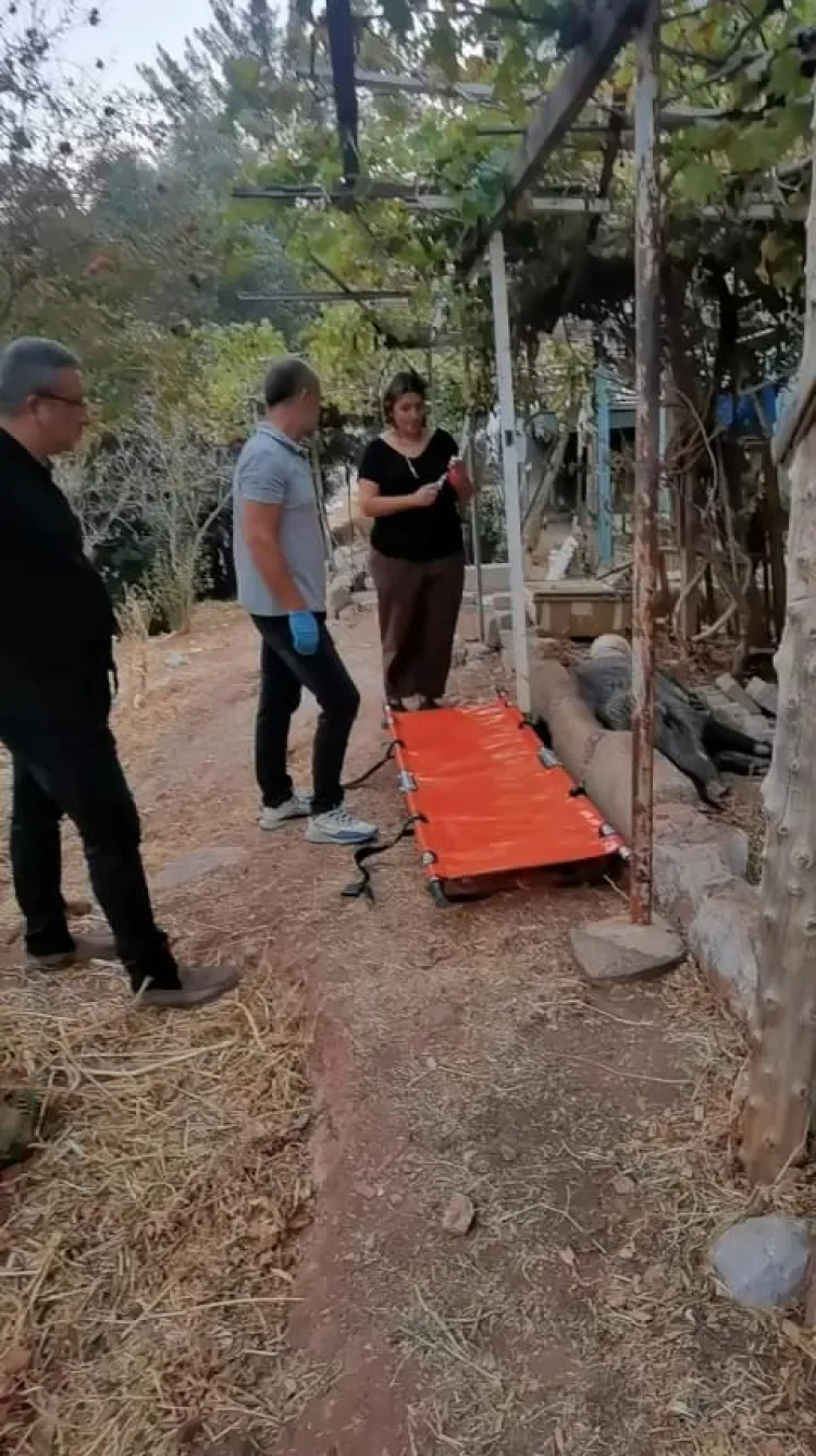 Yaralı Domuz İzmir’de Tedavi Edilip Kurtarıldı!