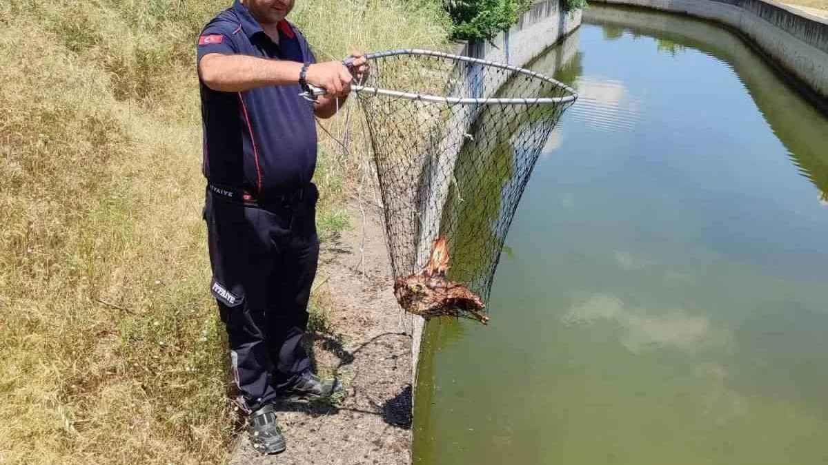Yaralı Kartal, İtfaiye Ekipleri Tarafından Kurtarıldı