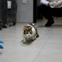 Yaralı kediye Büyükşehir şefkati Yaralı kediye Büyükşehir şefkati