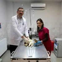 Yaralı kediye Büyükşehir şefkati Yaralı kediye Büyükşehir şefkati